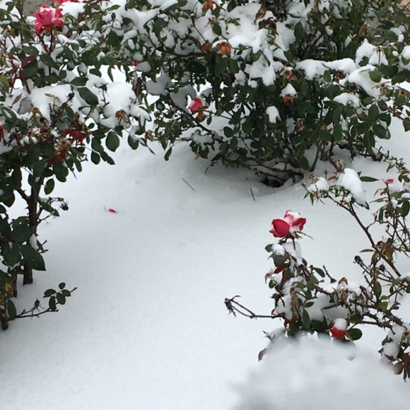 Thanks for checking out my closet. - Picture 1 of 4